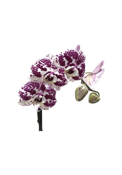 Phalaenopsis Purple Dots (Mor Orkide) 12 CM 70-80 CM