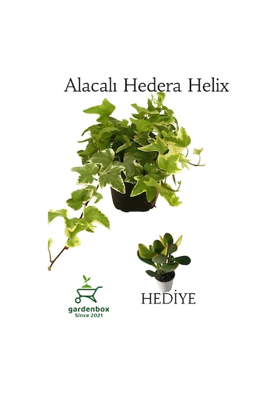 Beyaz Alacalı Hedera Helix Sarmaşığı 1adet Saksılı 20-40cm +yeşim Para Çiçeği