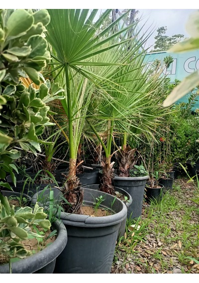 Yeşil Deniz Fidancılık Washingtonia Palmiye Fidanı 70-120 Cm