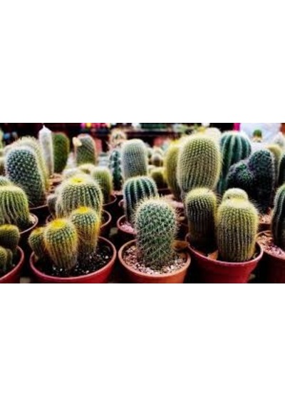 10 Adet Tohum Kaktüs Çiçeği Top Kaktüs Skulent Kaktüs Saksı Topra