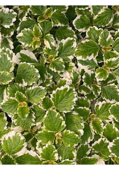 Plectranthus Forsteri Kokulu Uzayan Tür Benjamin Çiçeği Saksılı