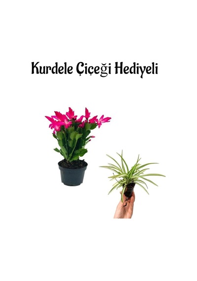 Hediyelik Pembe Yılbaşı Çiçeği Sevgililer Gününe Özel Kurdele Çiçeği Hediyeli