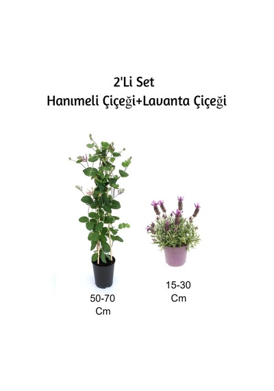 Hanımeli Çiçeği+ Lavanta Çiçeği 2'li Set Dış Mekan Bitkisi
