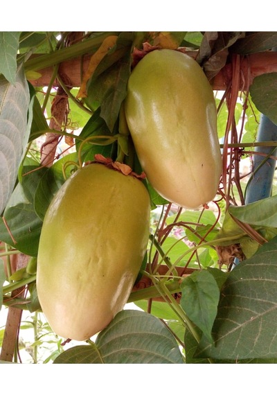 Nadir Passiflora Quadrangularis Tohumu Ekim Seti 3 Tohum Pasiflora Tohumu Saksı Toprak Kombin