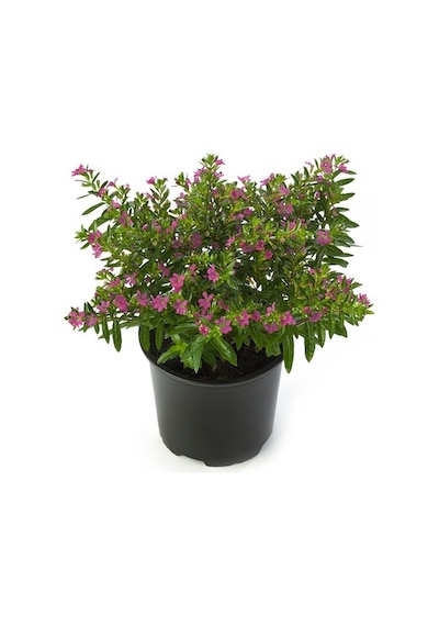 Kufeya Cennet Çiçeği Fidanı Pembe 10-20 Cm