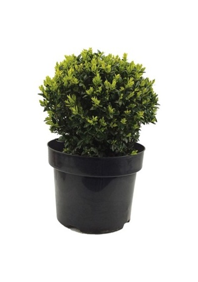Sütun Taflan Yarı Bodur Çit Bitkisi Roket Şimşir Fidanı Green Spire 10-20 Cm