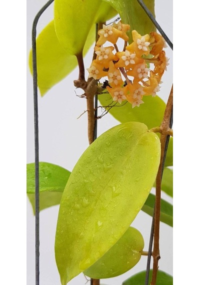Gün Batımı Rüyası Hoya Mum Çiçeği Fidanı Turuncu Yıldız Mum Çiçeği
