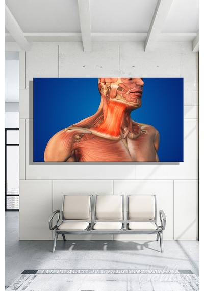 İnsan Boyun Kaslarının Anatomisi Platysma Kası 3d Tıbbi İllüstrasyon Kanvas Tablo Yatay Tekli 3557