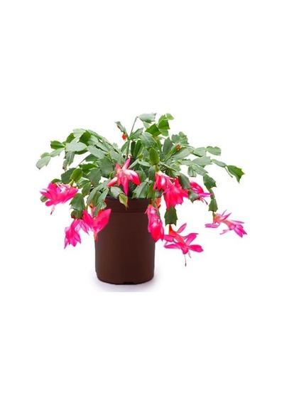 Videolu 1 Adet Pembe Renk Yılbaşı Çiçeği 10-25 Cm Tüplü Çiçekli Bodur Bitkiler Zygocactus