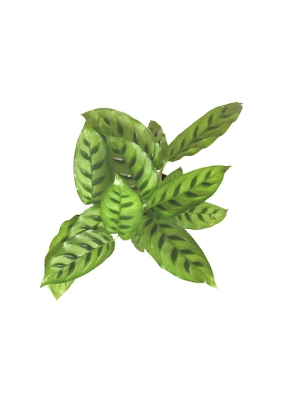 Calathea Leopardina (Dua Çiçeği) Ø12 CM Y30-35 CM