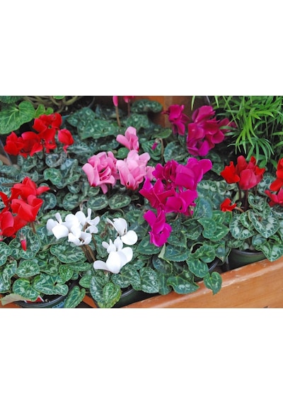 Sıklamen(Cyclamen) 5’li Karışık Renklerde