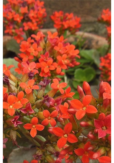 Kalanşo Çiçeği | Kalanchoe Blossfeldiana x 5 ad