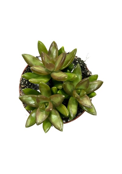 Sedum Adolphi (Sukulent) Ø8,5 CM Y10-15 CM