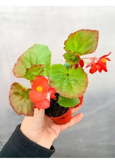 Karışık Renk Şeker Begonya Kırmızı-pembe-beyaz 1 Adet 10-20 Cm