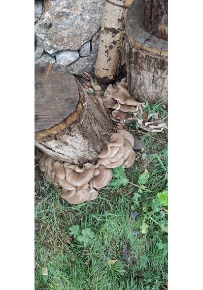 5 Kg İstiridye Mantarı Tohumu 1 adet