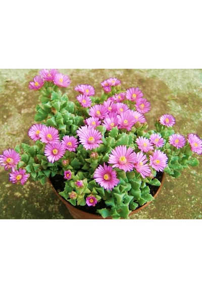 Pembe Buz Çiçeği 2 Adet - Askılı Saksıda