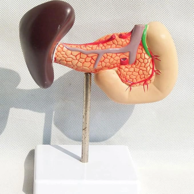 1:1 Yaşam Boyu Anatomik İnsan Pankreas Duodenum Ve Dalak Modeli Eğitim Materyali Çok Renkli