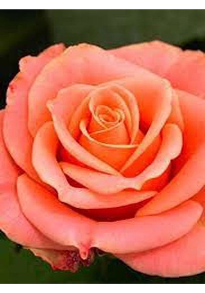 Yediveren Kokulu Narçiçegi Rengi 40 60 Cm 2 Adet Saksılı Aşılı Gül Peach-colored Rose