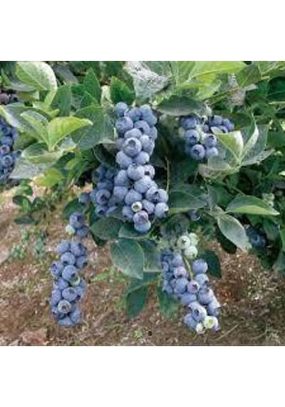 10 Adet Yaban Mersini Tohumu Blueberry Tohumu