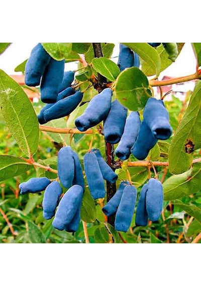 Saksıda Meyve Veren Honeyberry Bal Yemişi Fidan Yaş 2 Boy 50-70 Cm