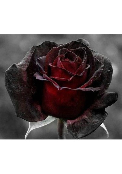 5 Adet Red And Black Rose Gül Tohumu