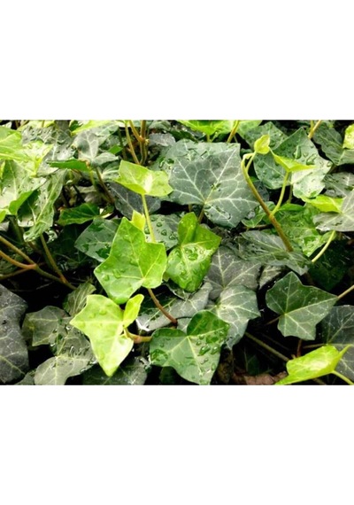 Büyük Yapraklı Duvar Sarmaşığı Hedera 50 - 60 Cm, Saksıda