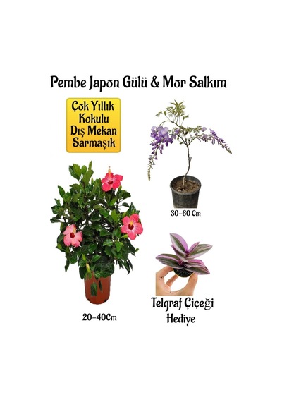 Pembe Japon Gülü Çiçeği+mor Salkım Ağacı Fidanı Telgraf Çiçeği Bahçe Peyzaj Seti