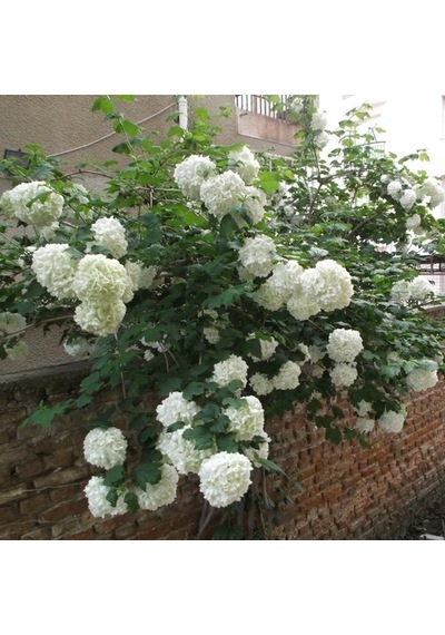 Kartopu Çiçeği Viburnum Lucidum Fidanı 40-80 Cm