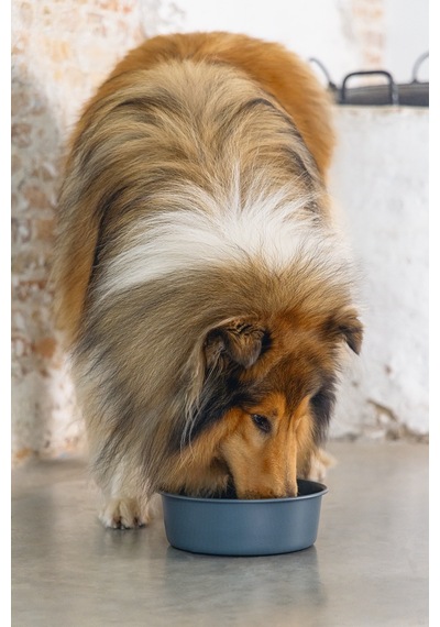 Beeztees Dbl Köpek Mama Su Kabı, Mat Siyah Paslanmaz Çelik, 20cm, 1,9l
