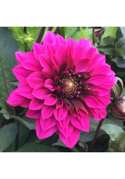 Dahlia Çiçek Tohumu 1 Paket 30 Adet Renkli Çiçek Tohumu N115270
