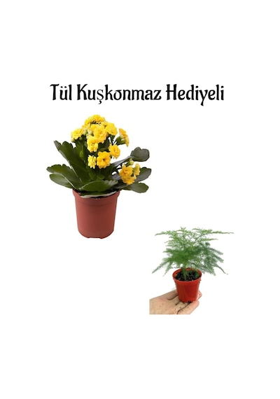 Anneler Gününe Özel Hediyelik Sarı Renk Kalanşo Çiçeği Tül Kuşkonmaz