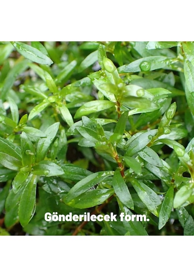 Ludwigia Brevipes 5 Dal Kolay Akvaryum Zemin Bitkisi Canlı Akvaryum Bitkisi