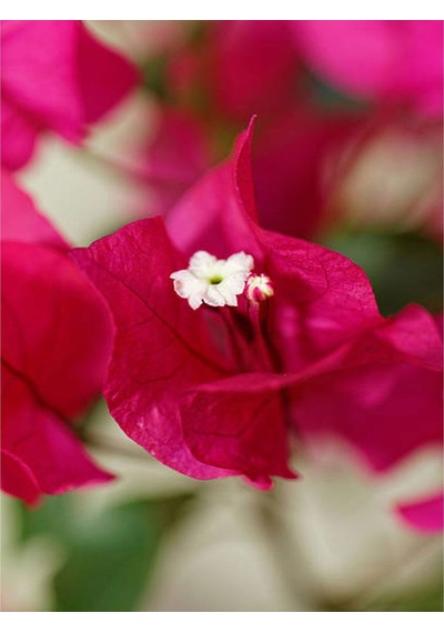 1 Adet Pembe Renk Begonvil Çiçeği 30-45 Cm Saksılı Çiçekli Bodur Bitkiler Bougainvillea