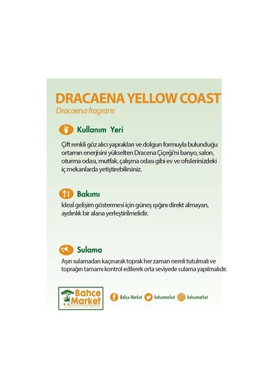 Dracaena Yellow Coast Yeşil