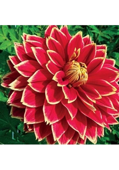 10 Adet Sarı Kırmızı Dahlia Çicek Tohumu + 10 Adet Hediye Karışık Renk Gül Tohumu