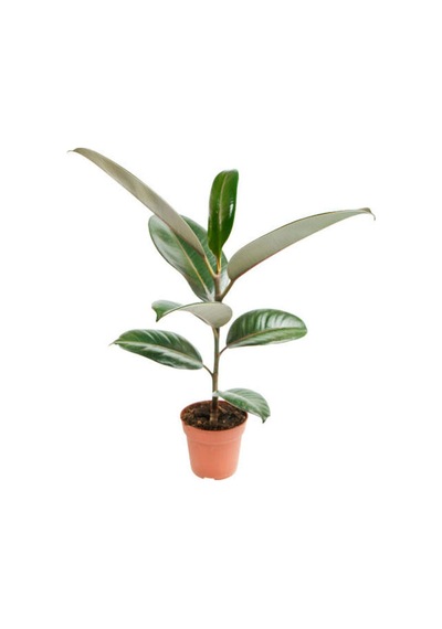 Videolu Kauçuk Bitkisi1 Adet Saksılı 60-80cm Ev Ofis Salon Bitkisi Iç Mekan Bitki Ficus Elastica