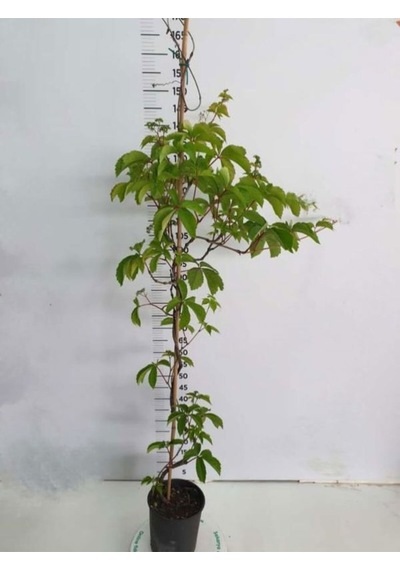 Renk Değiştiren Duvar Sarmaşığı 60-75cm Saksılı/tüplü Peyzaj Bitkisi