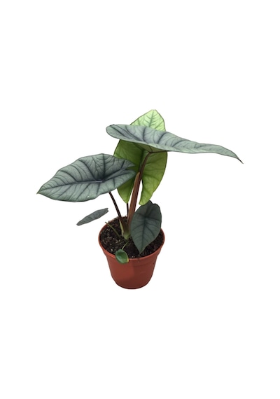 Alocasia 'Platinum' (Fil Kulağı) Ø14 CM Y30-35 CM