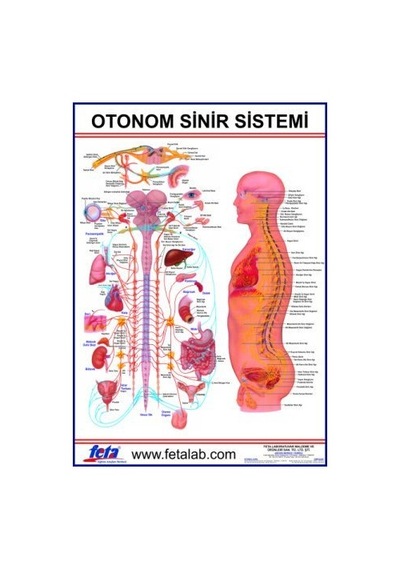 Otonom Sinirlerin İç Organlar Üzerine Etkilerini Gösteren Eğitim