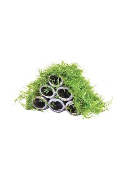 6 Lı Karides Yuvası Ve Üretim Tüpüne Tutturulmuş Moss Boyu 10 Cm