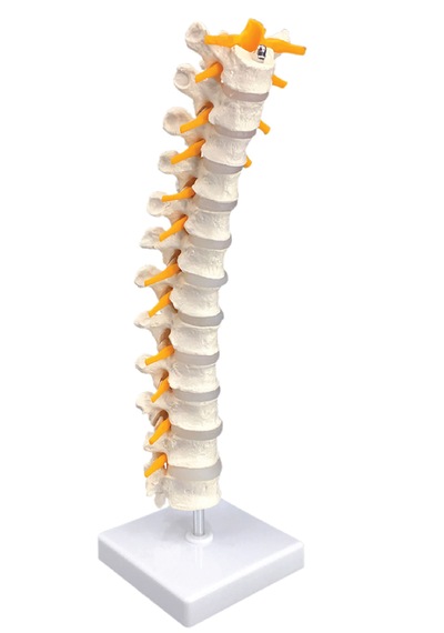 Spinal Sinirli, Gerçek Boyutlu Torakal Omurga Modeli - Omurga Maketi 01