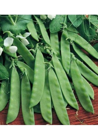Agrokar Yaprak Bezelye Tohumu İthal 1 Kg