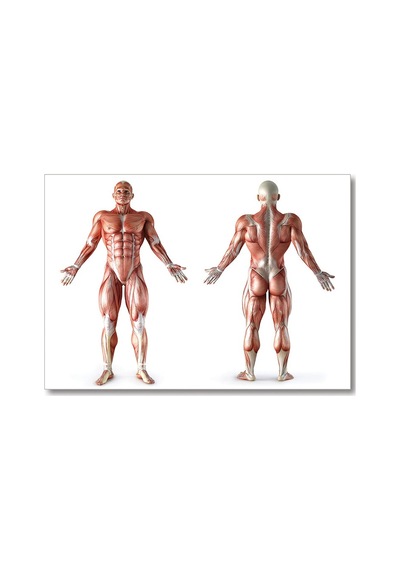 Cakasepetim İnsan Kas Anatomisi Ahşap Mdf Tablo