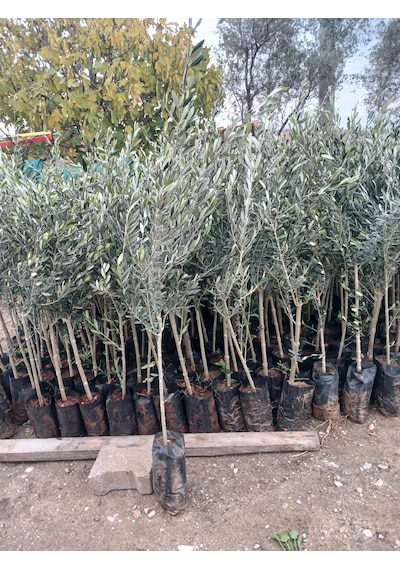 1,5 Yaşında Gemlik Trilye Zeytin Fidanı