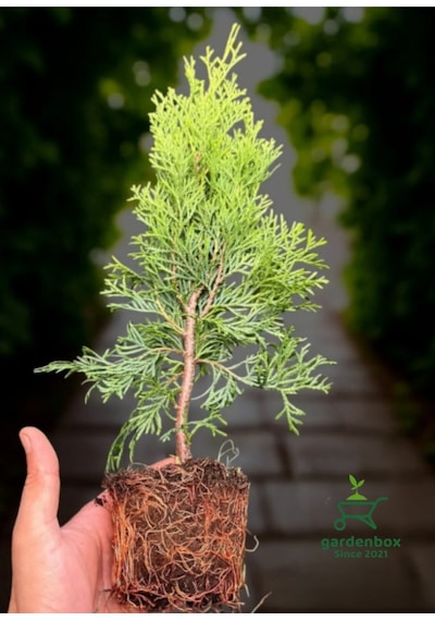 Smaragd Batı Mazısı Fidanı Thuja Occidentalis Smaragd Çam Ağacı 30-40 Cm Diğer
