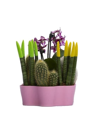 Plastik Kaktüs Saksı 5,5 Cm 25179696