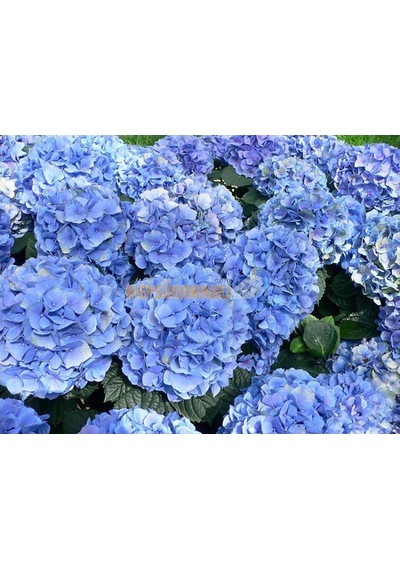 Botanika 5340 Ortanca için Katı Gübre