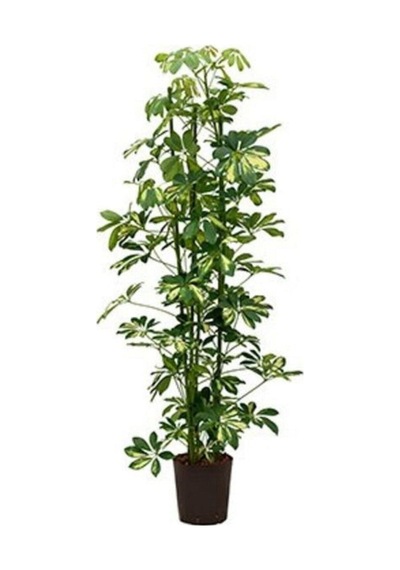 Şeflera-schefflera Arboricola 2 Dallı - 90-110cm