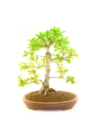 Nadir Ithal Meşe Bonzai Ağacı Tohumu 3 Tohum Bonsai Tohumu