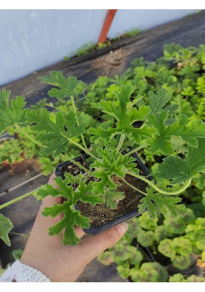 Kokulu Itır Fidesi 1 Adet Saksılı 10-25cm Aromatik Bitki Gül Damlası Çiçeği